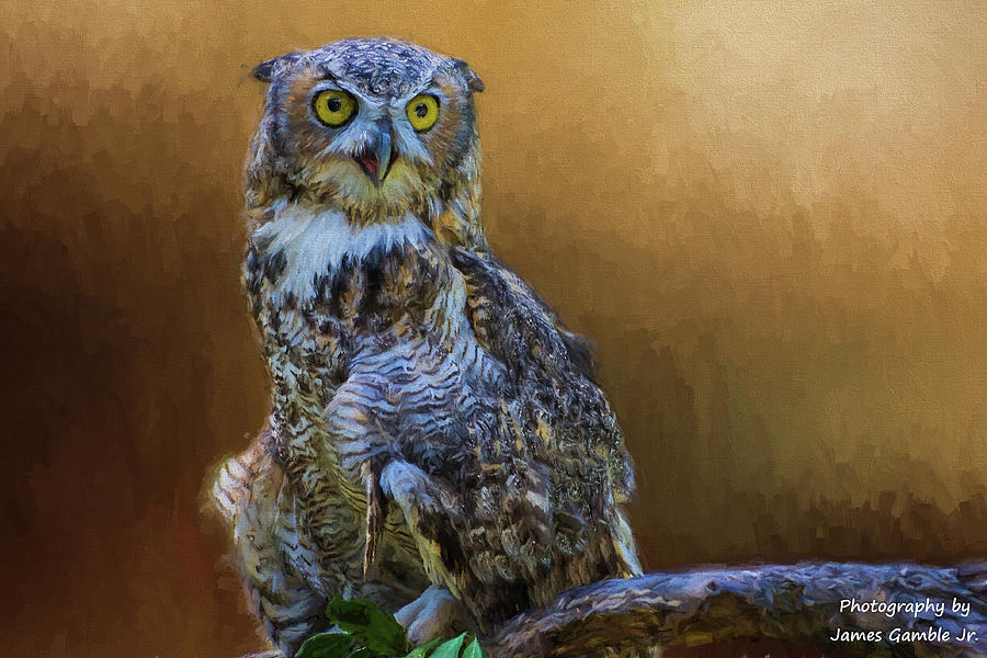 Wise Owl Photograph by James Gamble Wise Owl Photograph by James Gamble