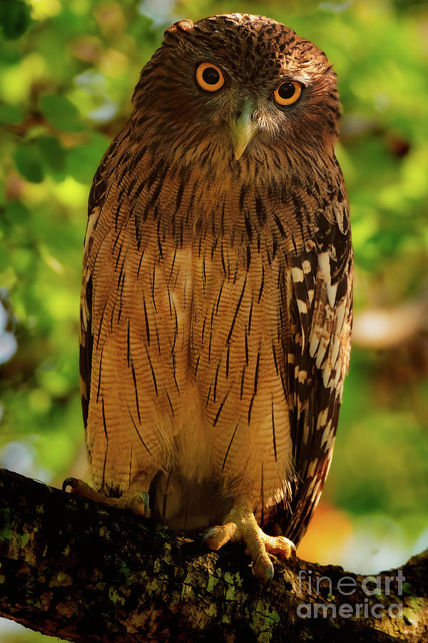 Wise Owl Photograph by Venura Herath