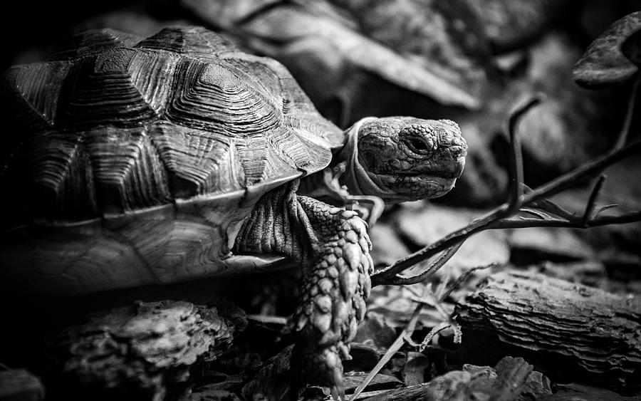 Wise Tortoise Photograph by Sean Mccracken