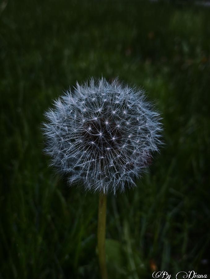 Wish Flower Photo Photograph by Diana Alhalabi Fine Art America