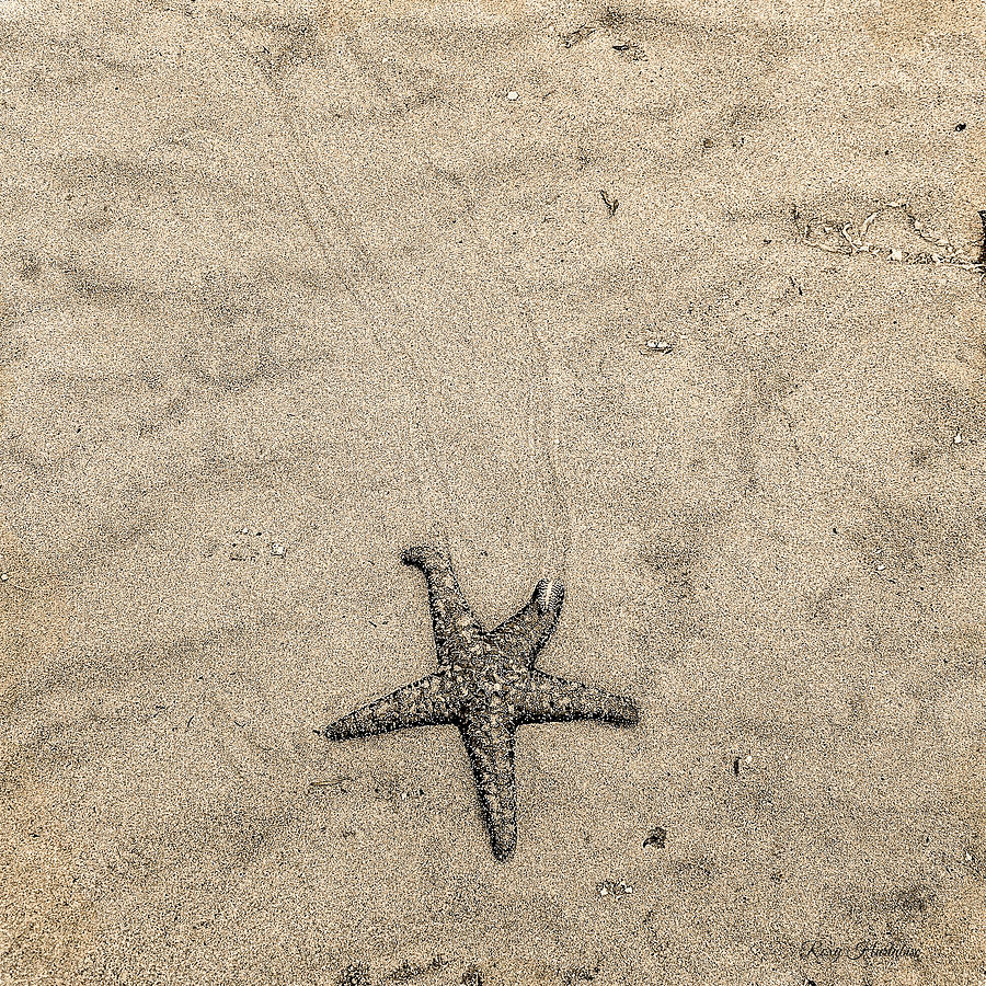 Wish Upon a Falling Star Starfish Photograph by Roxy Hurtubise