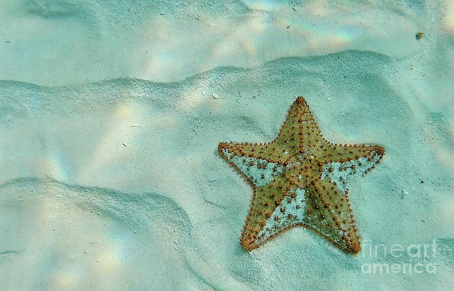 Wish Upon a Star Photograph by UA-Visions Wish Upon a Star Photograph by UA-Visions