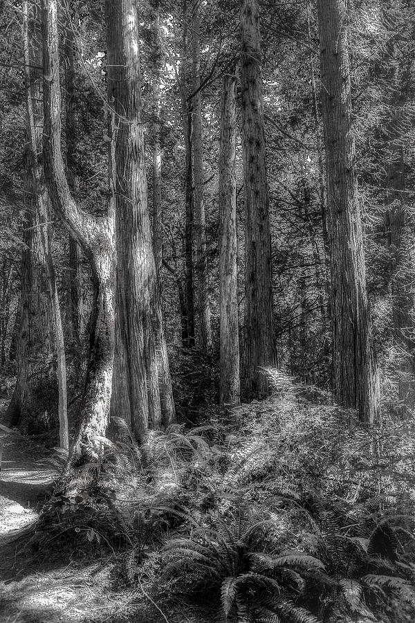 Wishbone forest Photograph by Jim Signorelli