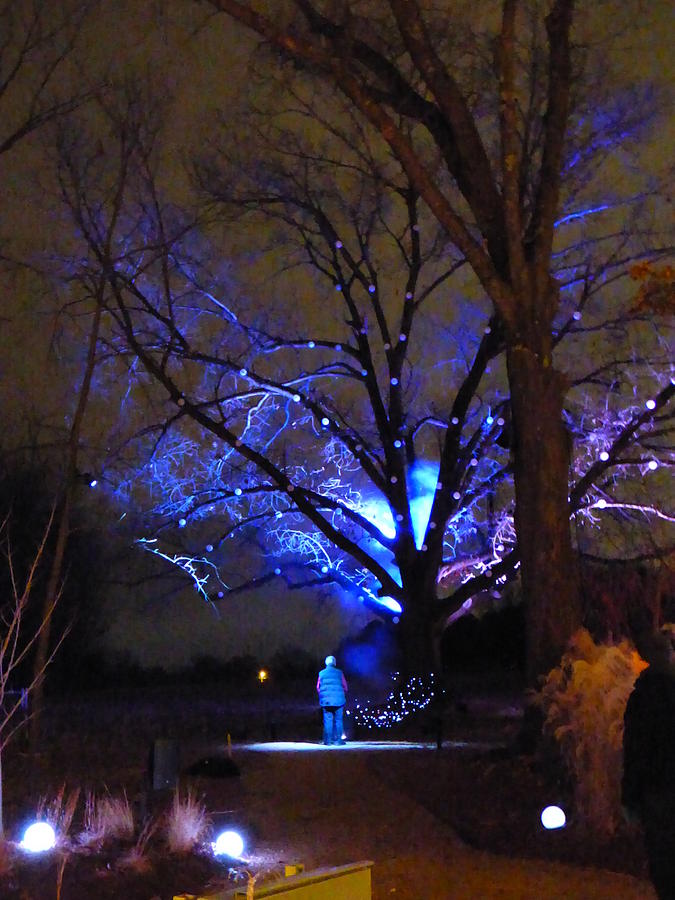 Whispering Tree Blue 2 Photograph