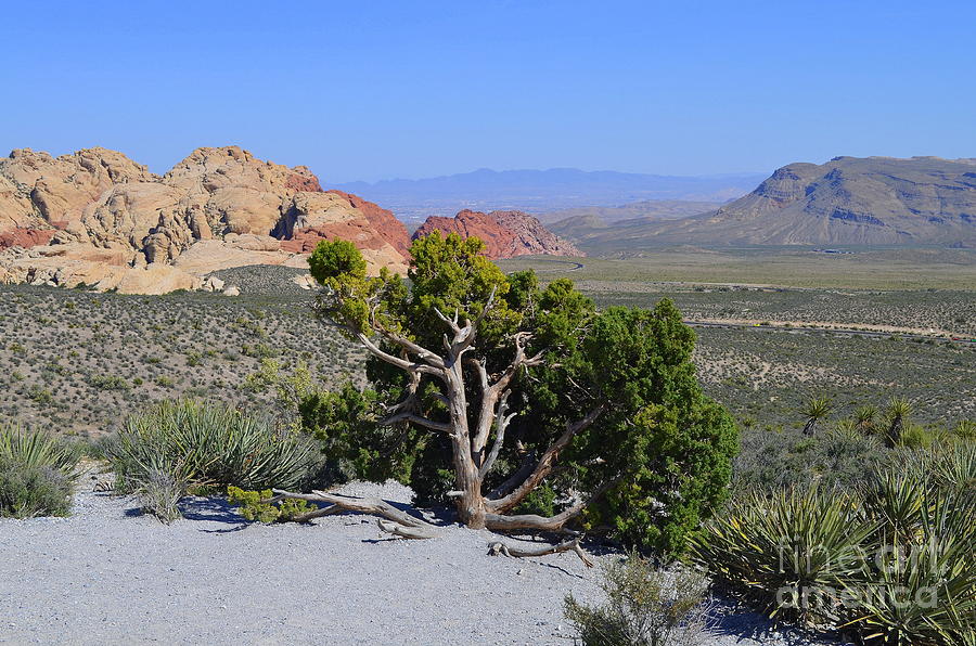 Wishing Tree - Red Rock Canyon, Nevada Photograph by Mary Deal