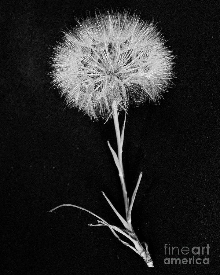 Wishing Weed Photograph by Shirley Dutchkowski