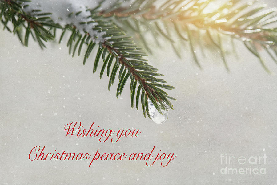 Wishing You Christmas Peace And Joy Photograph by Sharon McConnell