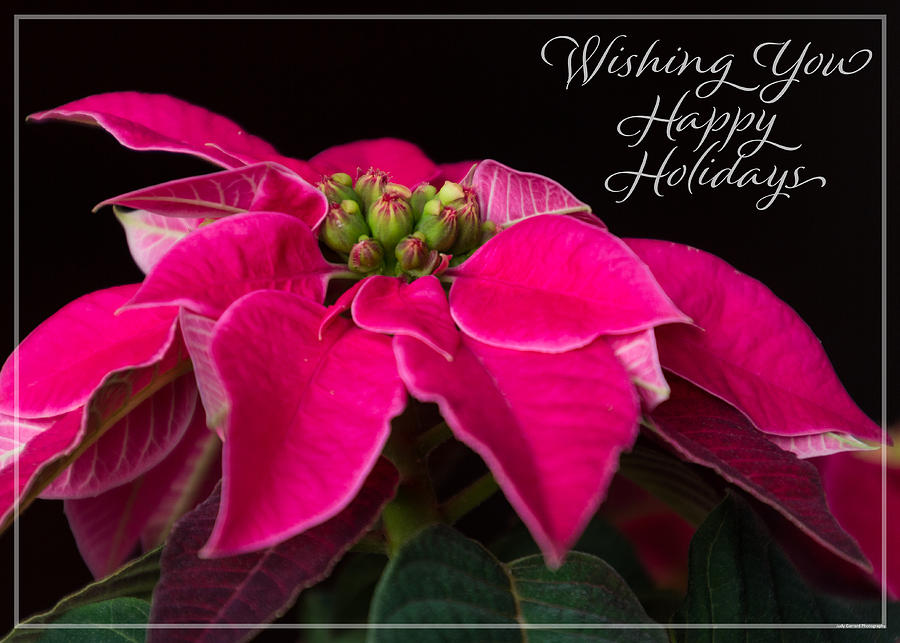 Wishing You Happy Holidays Poinsettia Photograph by Judy Garrard