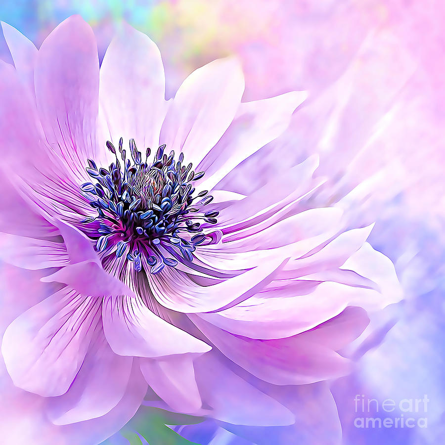 Wispy Purple Anemone Digital Art by Denise Dundon