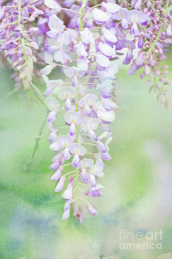Wisteria Photograph by Marilyn Cornwell