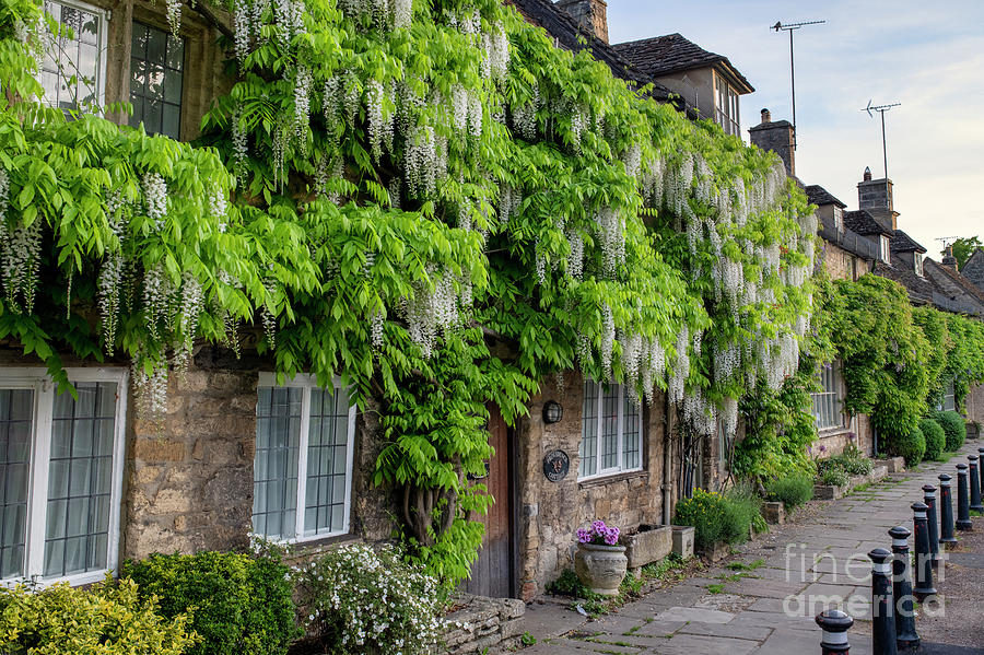 Wisteria Alba in Burford Photograph by Tim Gainey