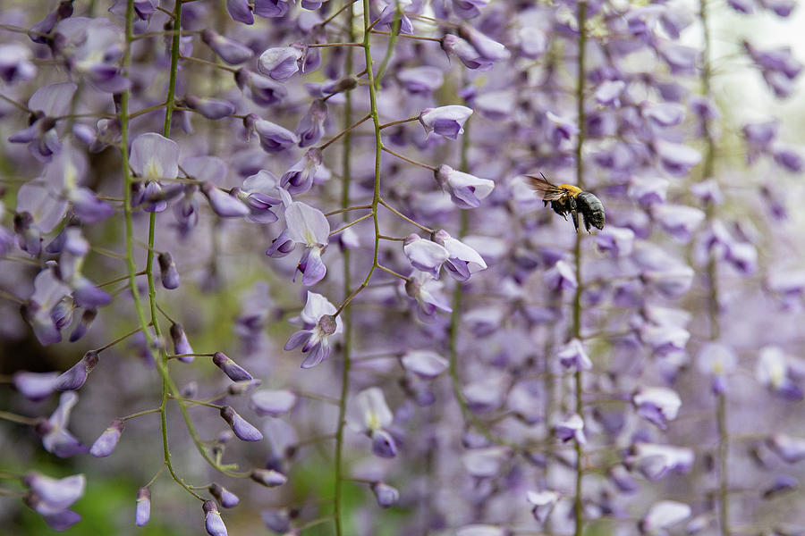 Wisteria and Bee Photograph by Denise Kopko