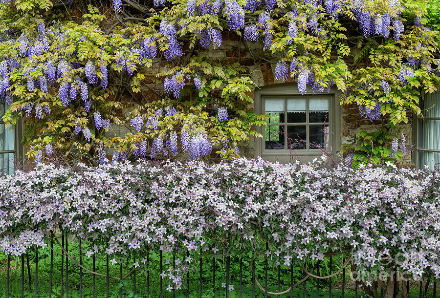 Wisteria and Clematis Photograph by Tim Gainey