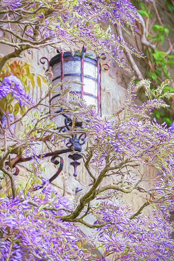 Wisteria and Lamp Photograph by Sue Leonard