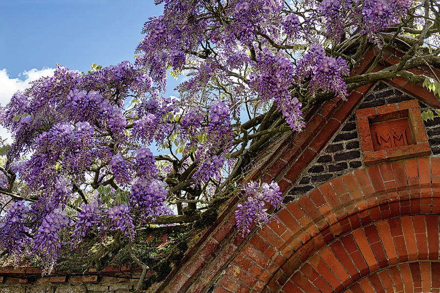 Wisteria arch Photograph by Shirley Mitchell