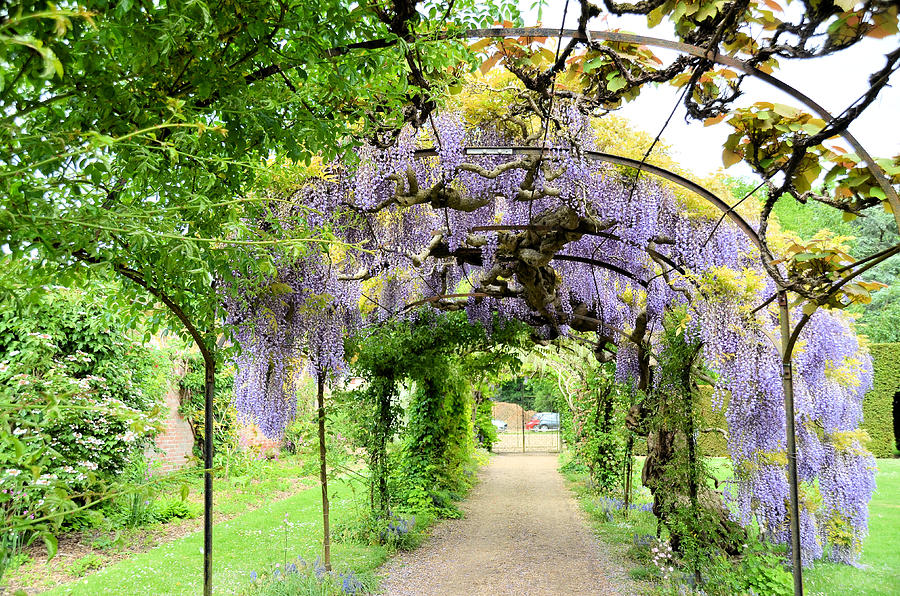 Wisteria Archway Photograph by Keith Jones - Pixels