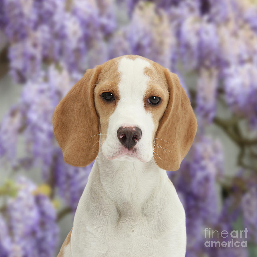 Wisteria Beagle pup portrait Photograph by Warren Photographic