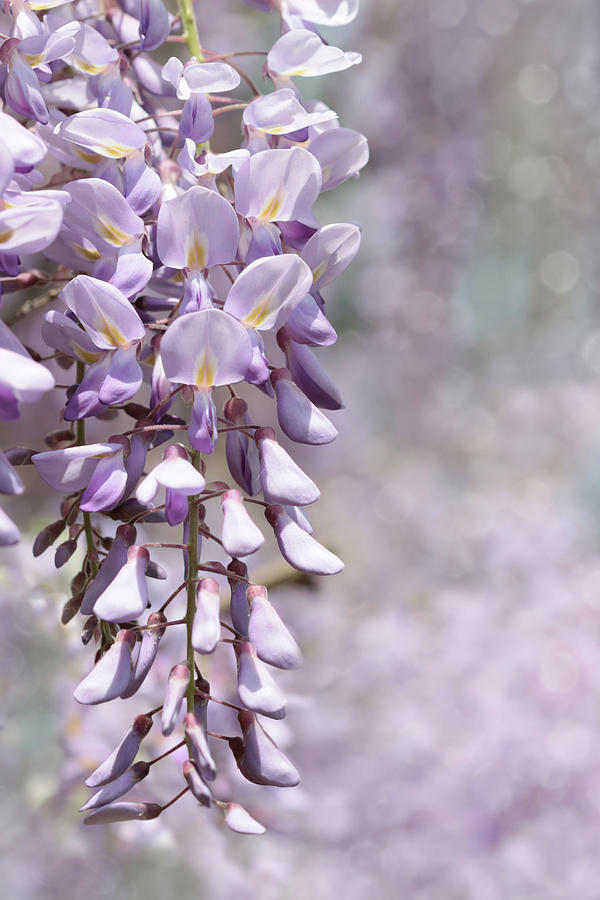 Wisteria Blossoms 8 Photograph by Lori Deiter Pixels