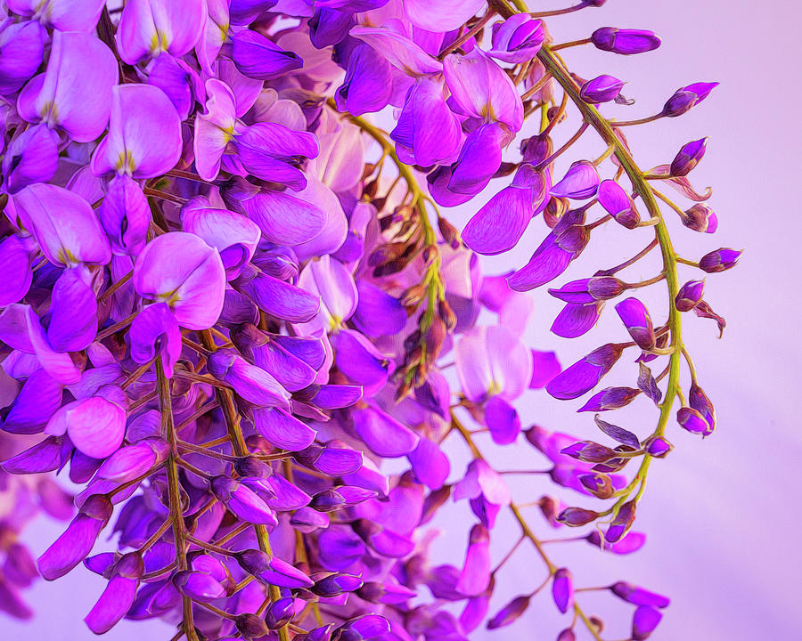 Wisteria Blossoms in Spring 12 Photograph by Lindsay Thomson