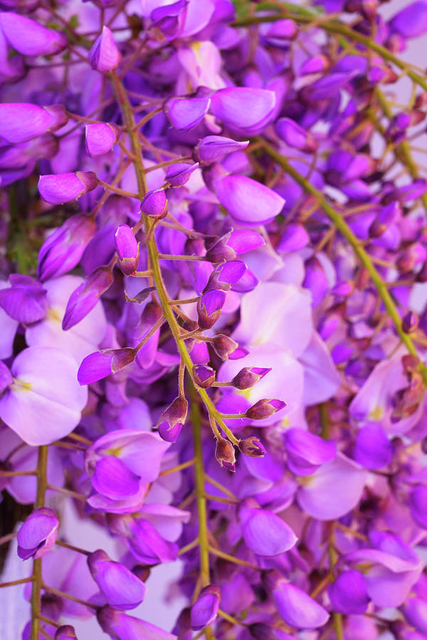 Wisteria Blossoms in Spring 13 Photograph by Lindsay Thomson