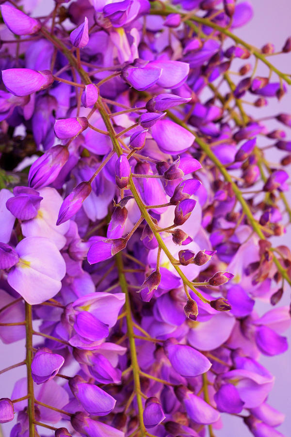 Wisteria Blossoms in Spring 15 Photograph by Lindsay Thomson