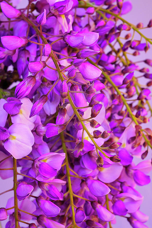 Wisteria Blossoms in Spring 16 Photograph by Lindsay Thomson