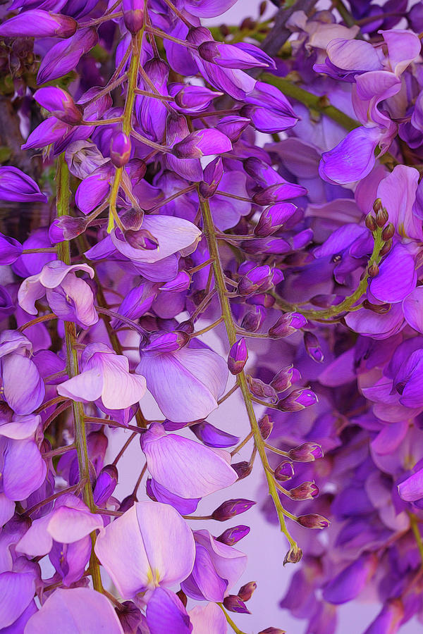 Wisteria Blossoms in Spring 18 Photograph by Lindsay Thomson