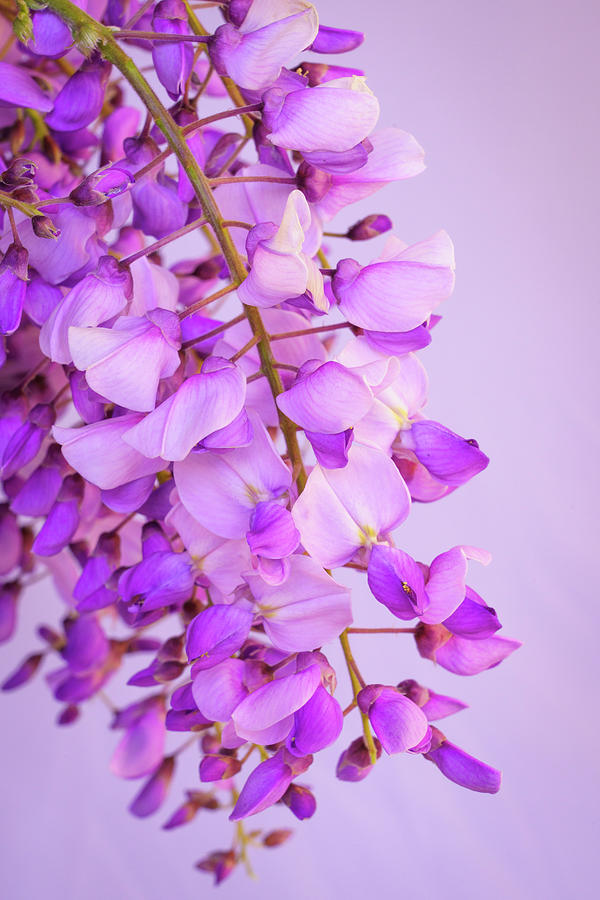 Wisteria Blossoms in Spring 19 Photograph by Lindsay Thomson