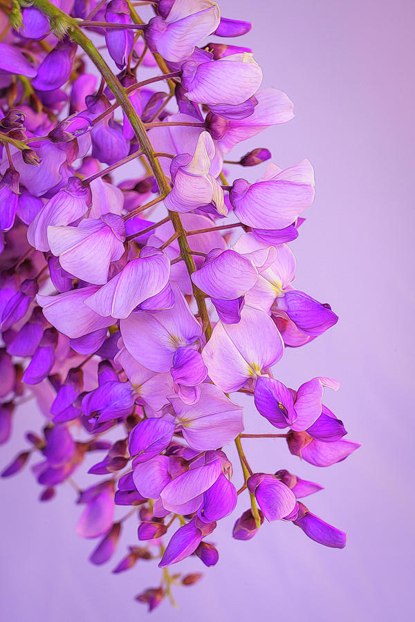 Wisteria Blossoms in Spring 20 Photograph by Lindsay Thomson