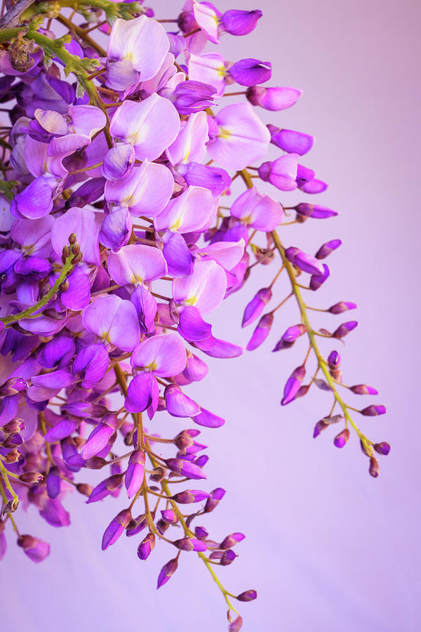 Wisteria Blossoms in Spring 21 Photograph by Lindsay Thomson