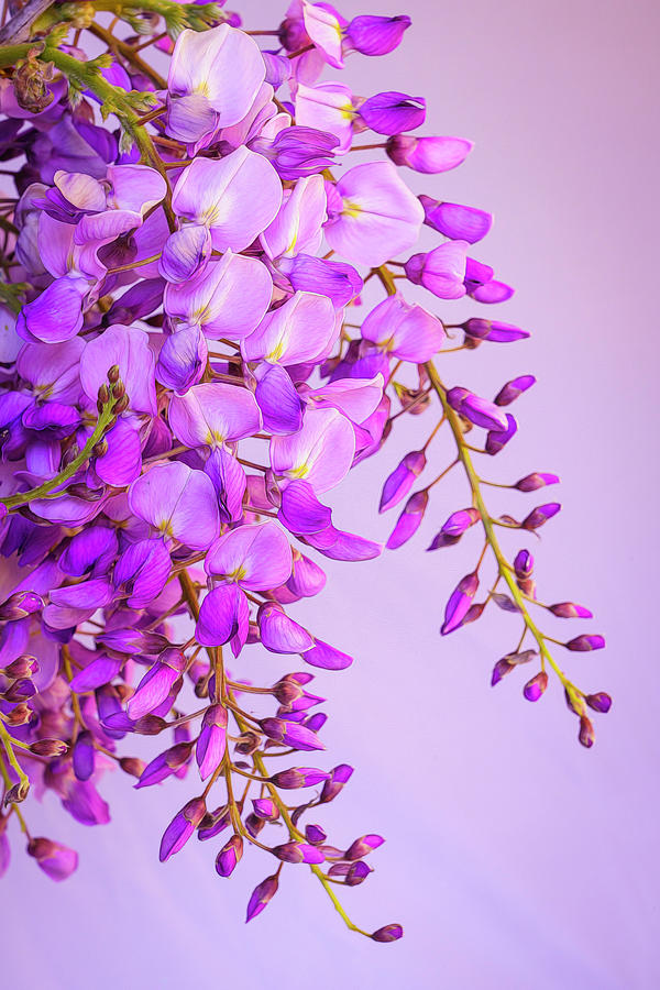 Wisteria Blossoms in Spring 22 Photograph by Lindsay Thomson
