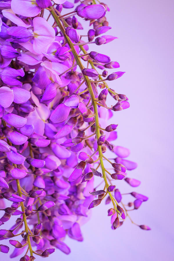 Wisteria Blossoms in Spring 23 Photograph by Lindsay Thomson
