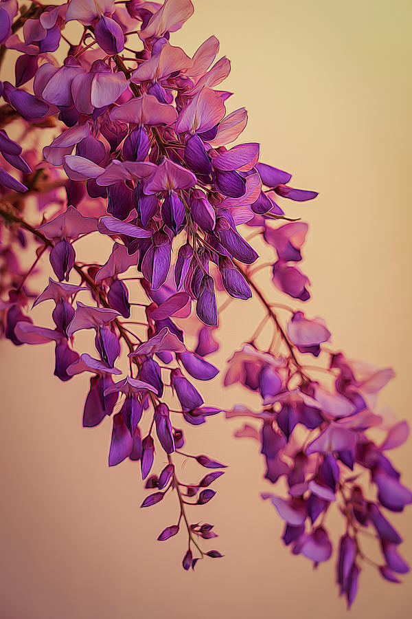 Wisteria Blossoms in Spring 4 Photograph by Lindsay Thomson