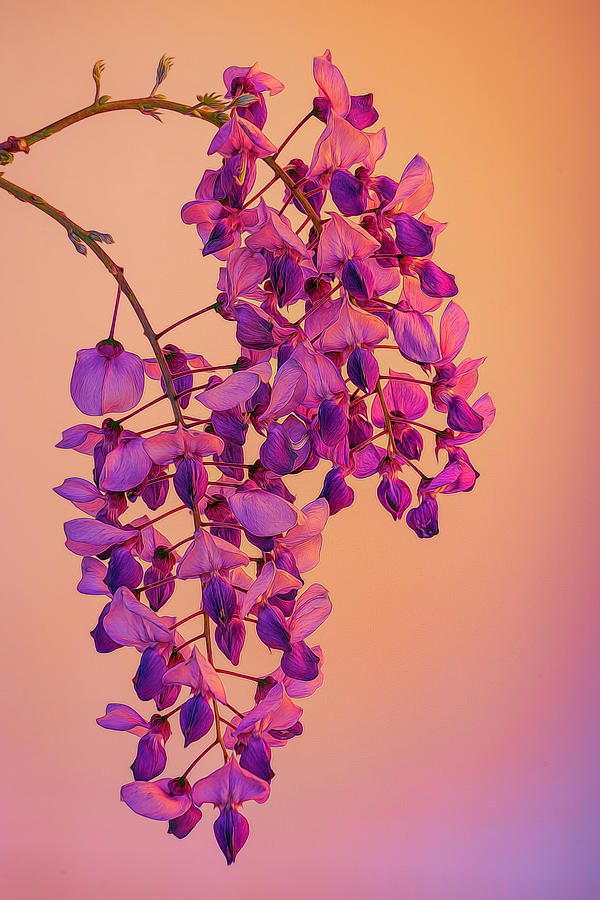 Wisteria Blossoms in Spring 7 Photograph by Lindsay Thomson