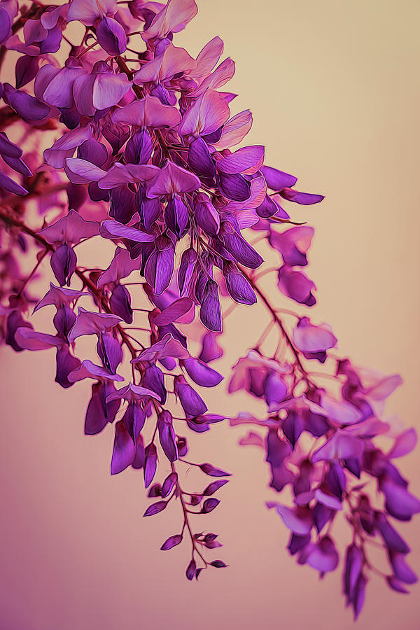 Wisteria Blossoms in Spring 8 Photograph by Lindsay Thomson