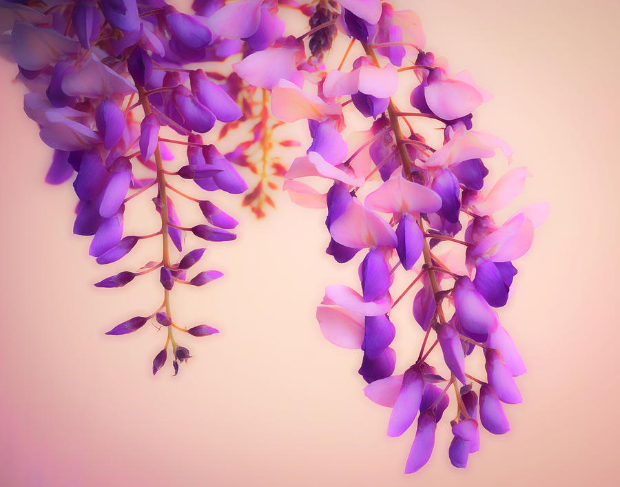 Wisteria Blossoms in Spring Photograph by Lindsay Thomson
