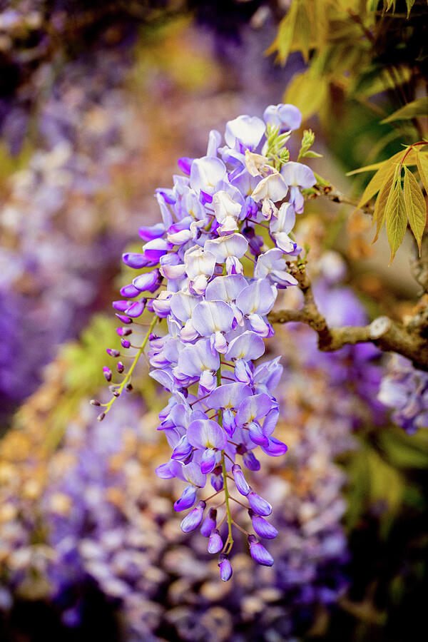 Wisteria Blossoms Photograph by Tanya C Smith
