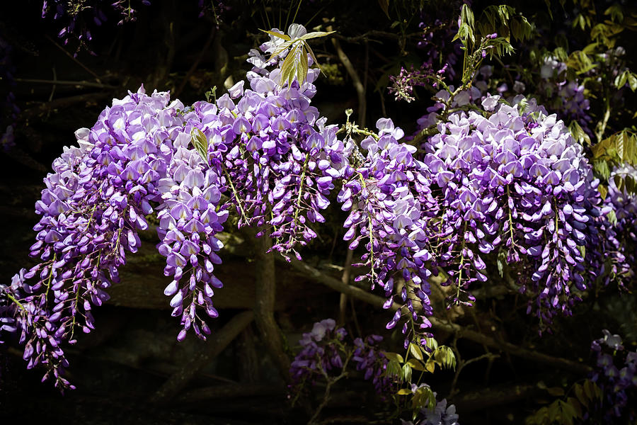 Wisteria bunches Photograph by Shirley Mitchell