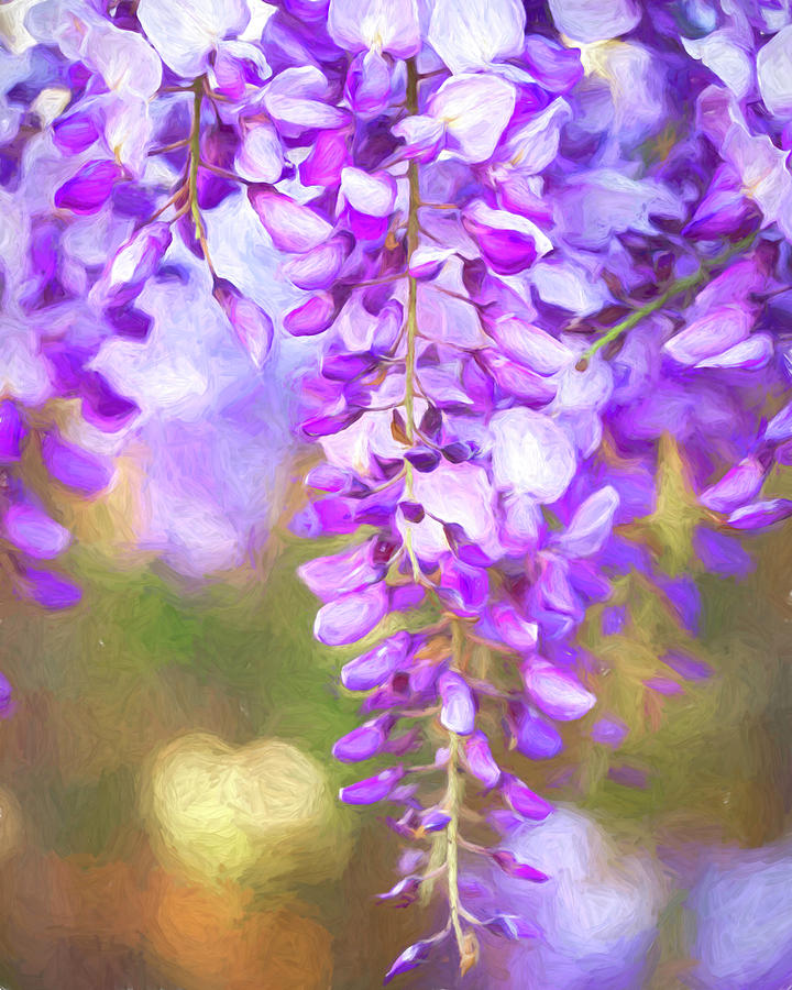 Wisteria Celebrates Spring Photograph by Lindsay Thomson