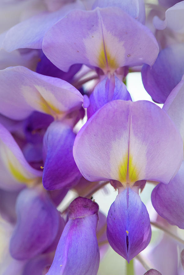 Flower Photograph - Wisteria Close Up by Phil And Karen Rispin