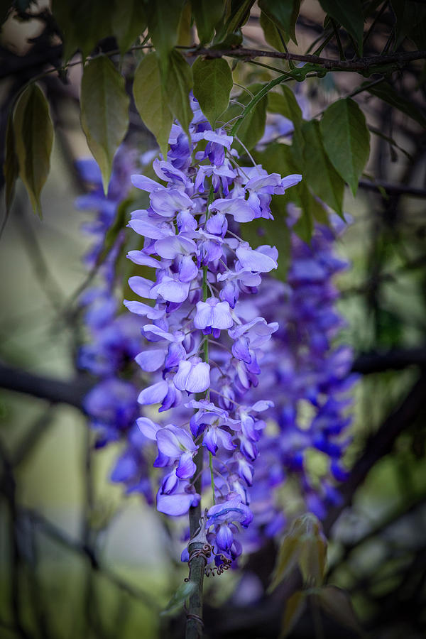 Wisteria Cluster  Photograph by Charles Hite