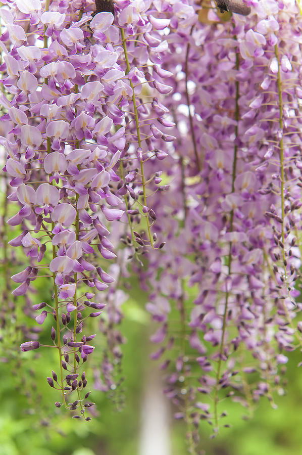 Buy Wisteria Floribunda 'Honbeni' Pink Ice Japanese, 41% OFF