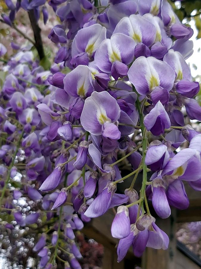 Wisteria Photograph by Gerry Bates