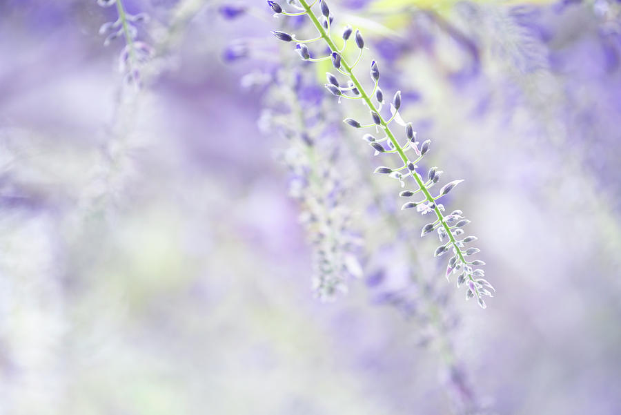 Wisteria Hysteria - Lightness of Being 1 Photograph by Jenny Rainbow
