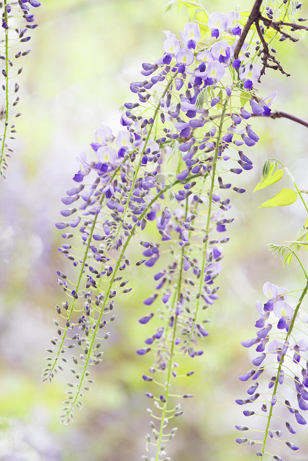 Wisteria Hysteria - Lightness of Being Photograph by Jenny Rainbow