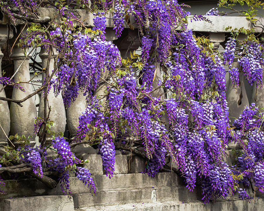 Wisteria in Charleston 1 Photograph by Dimitry Papkov