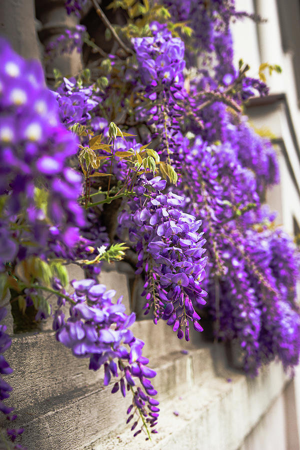 Wisteria in Charleston 3 Photograph by Dimitry Papkov