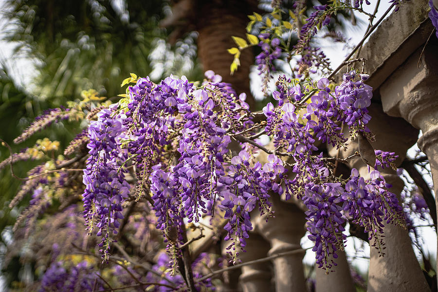 Wisteria in Charleston 4 Photograph by Dimitry Papkov