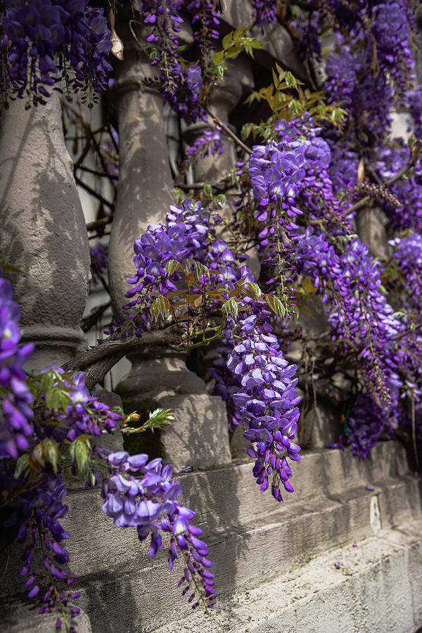 Wisteria in Charleston 5 Photograph by Dimitry Papkov