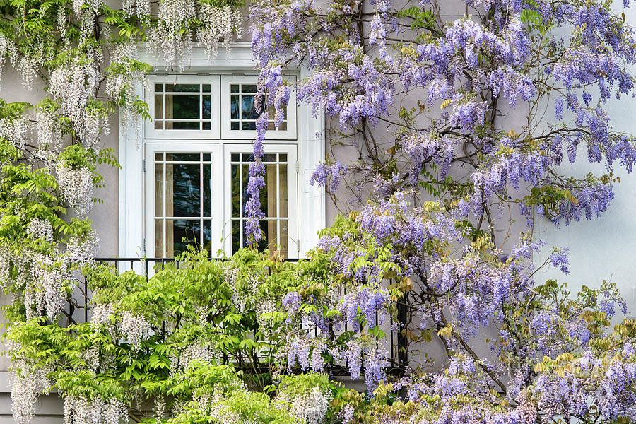 Wisteria in Chelsea Photograph by Tim Gainey